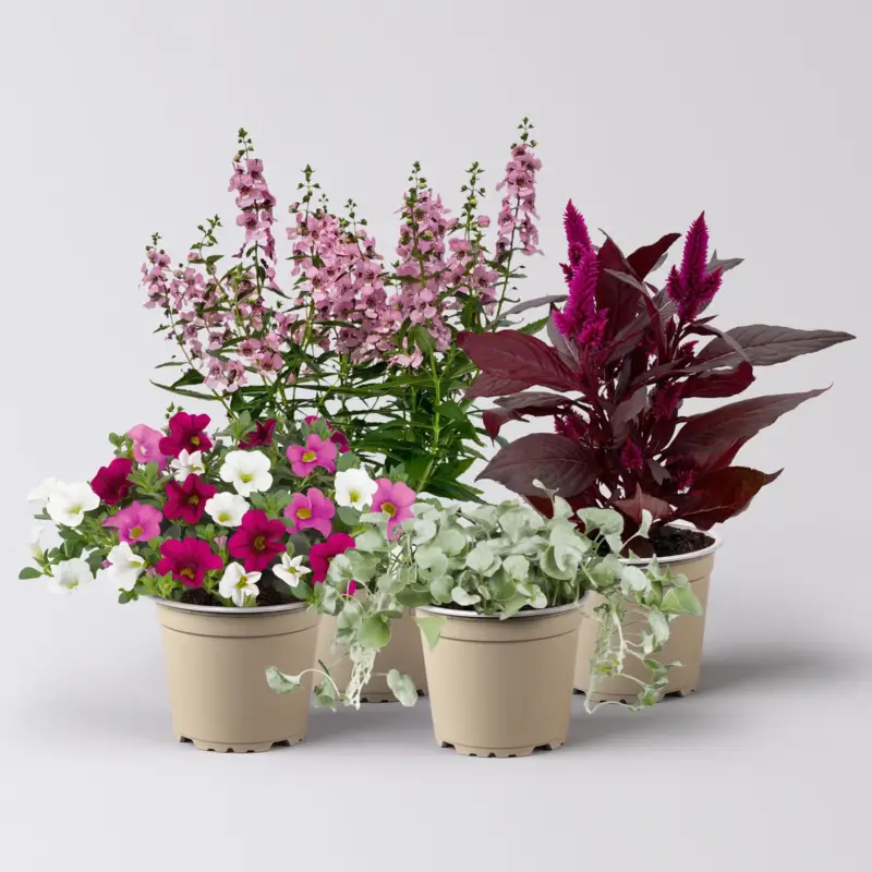 Kracherpreis Pflanzenkreation Sommerromantik, 4 Pflanzen