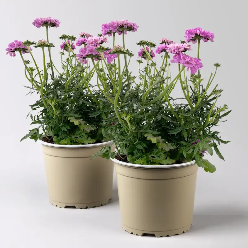 Online Kaufen Taubenskabiose 'Mariposa Pink' rosa, Topf-Ø 19 cm, 2er-Set