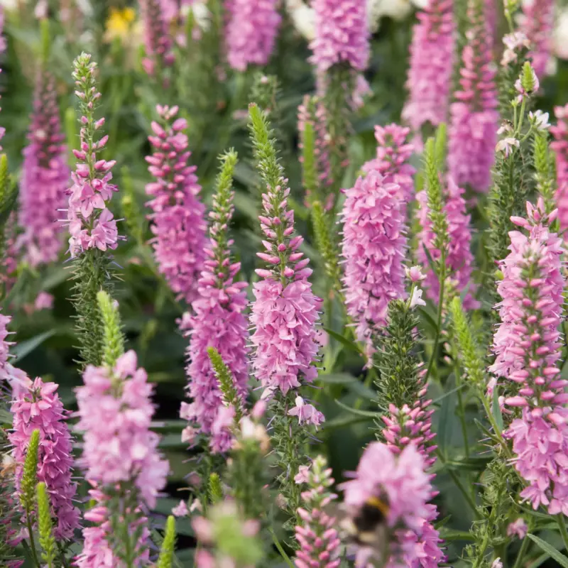 Ehrenpreis 'Veronique Pink' rosa, Topf 3 Liter Markenprodukt