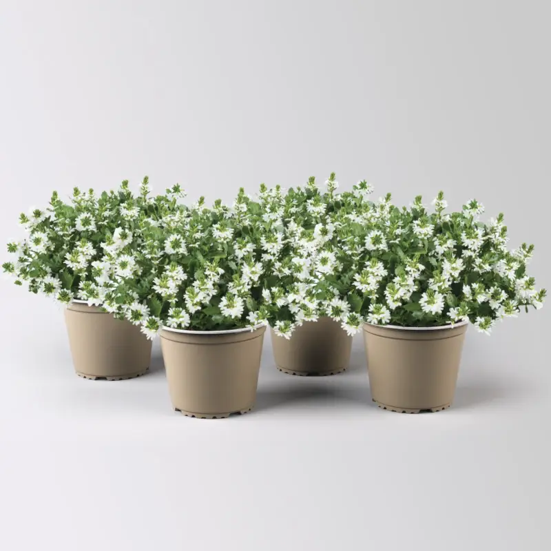 Neu Fächerblume 'White Touch™' weiß, Topf-Ø ca. 13/14 cm, 4er-Set