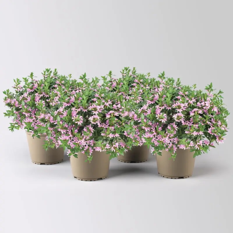 Bestseller Fächerblume 'Blessing™ Pink' rosa, Topf-Ø 13/14 cm, 4er-Set
