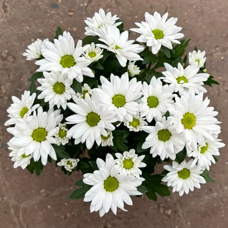 Bestpreis Chrysanthemen 'Swifty', weiß, Topf-Ø 10,5 cm, 6 Pflanzen
