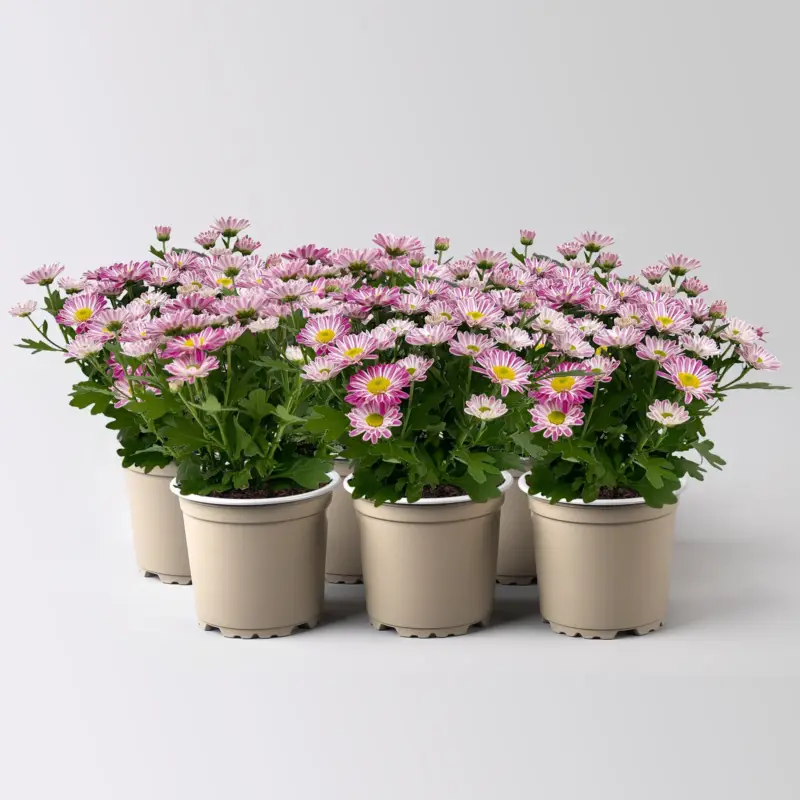 Top-Seller Chrysanthemen 'Swifty', rosa, Topf-Ø 10,5 cm, 6 Pflanzen
