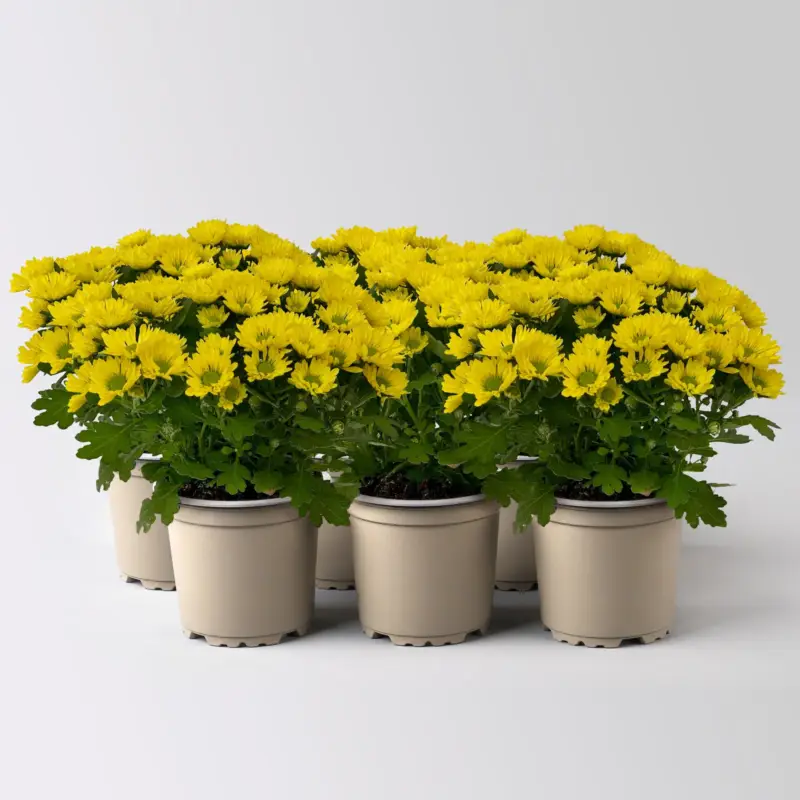 Top-Angebot Chrysanthemen 'Swifty', gelb, Topf-Ø 10,5 cm, 6 Pflanzen