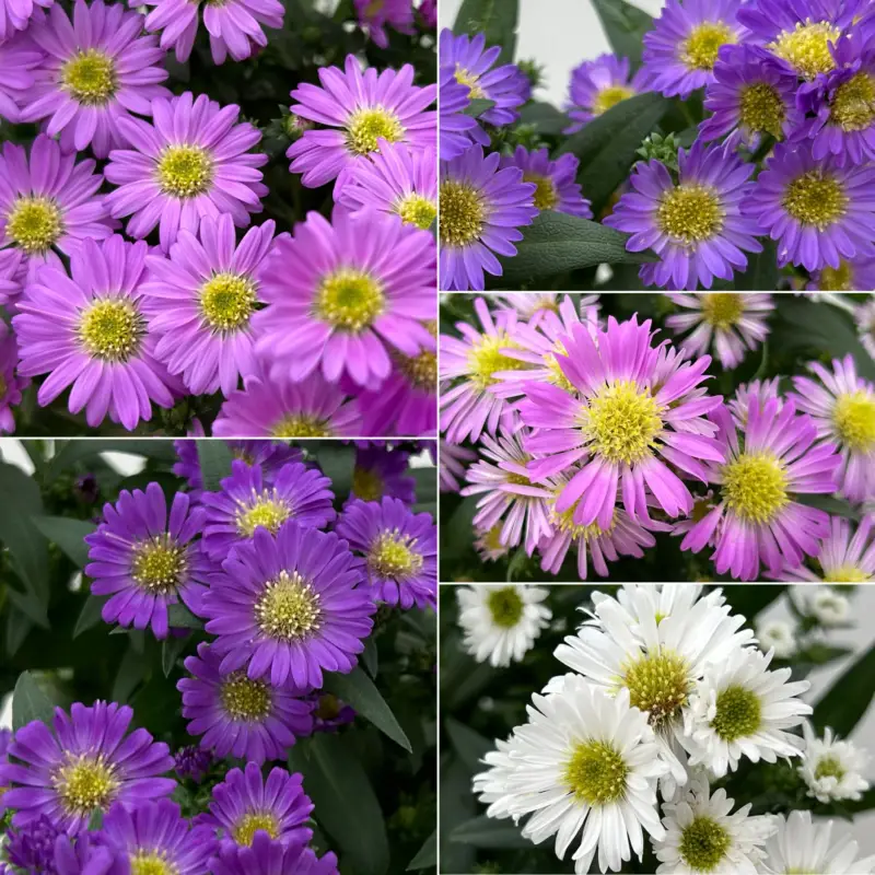 Aster novi-belgii Farben zufällig, Topf-Ø 12 cm, 6er-Set Top-Angebot