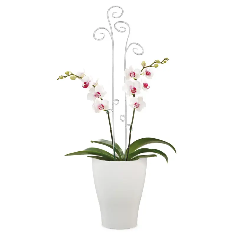Super-Preis Scheurich Orchideenstab, Höhe ca. 60 cm
