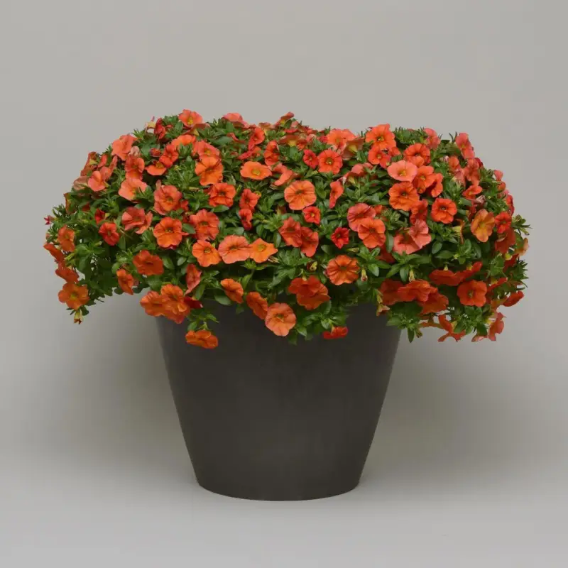 Zauberglöckchen, orange Topf-Ø 12 cm, 6 Pflanzen Nur Für Kurze Zeit