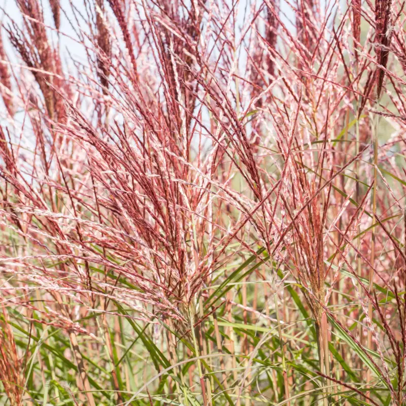 Aktuell Bio Chinaschilf 'Rosi' rosa, Topf 5 Liter
