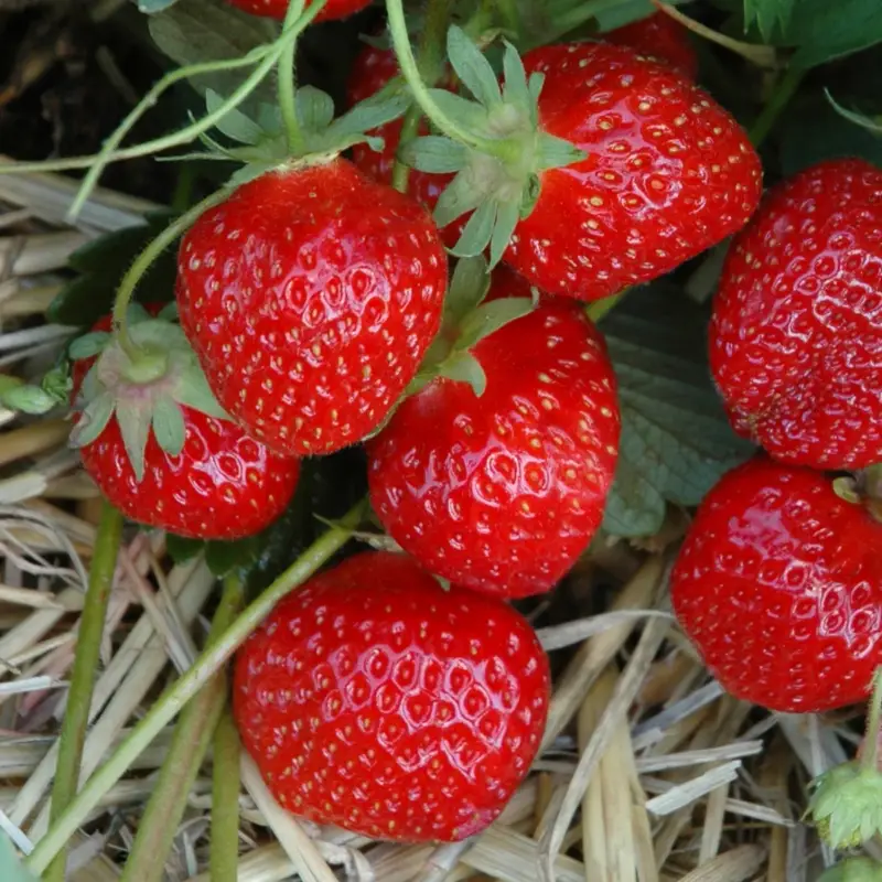 Bio Hummi® Erdbeere 'Gento', zweimaltragend, Topf 11x11cm Nur Heute