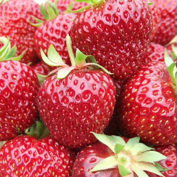 Bio Aroma-Erdbeere 'Hummi® Meraldo', öftertragend, Topf 11x11 cm Neu
