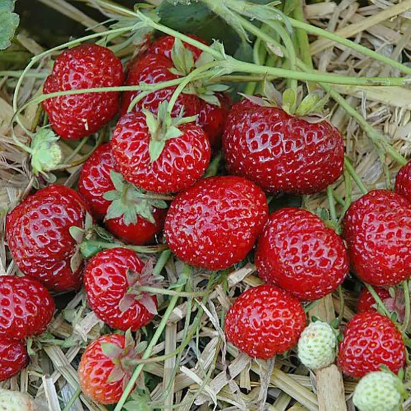 Bio Hummi® Erdbeere 'Neue Mieze', Topf 11x11cm Finale Aktion