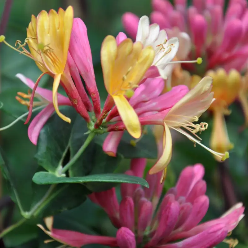 Preiswert Duft-Geißblatt 'Goldflame', blaurote - purpurrote Blüten, 2er-Set, Topf 2 Liter