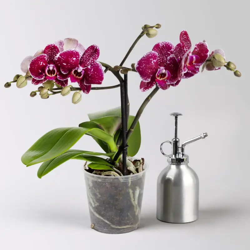 Phalaenopsis 'Spirit' rot, 2 Rispen, Topf-Ø 12 cm, Höhe ca. 45 cm Bestpreis