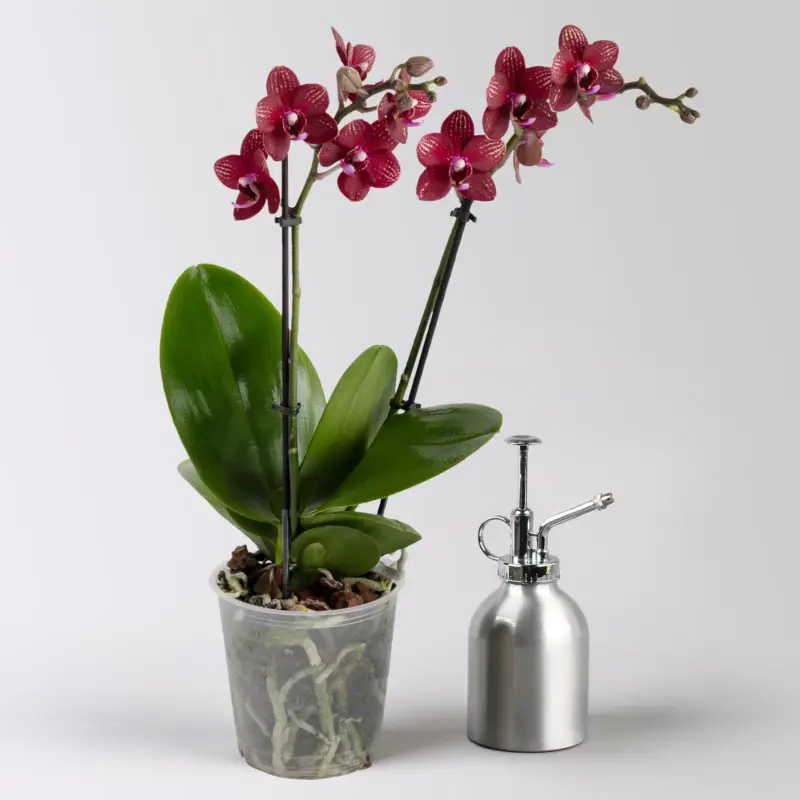 Schmetterlingsorchidee 'Miley' rot, 2 Rispen, Topf-Ø 12 cm, Höhe ca. 50 cm Mega-Angebot