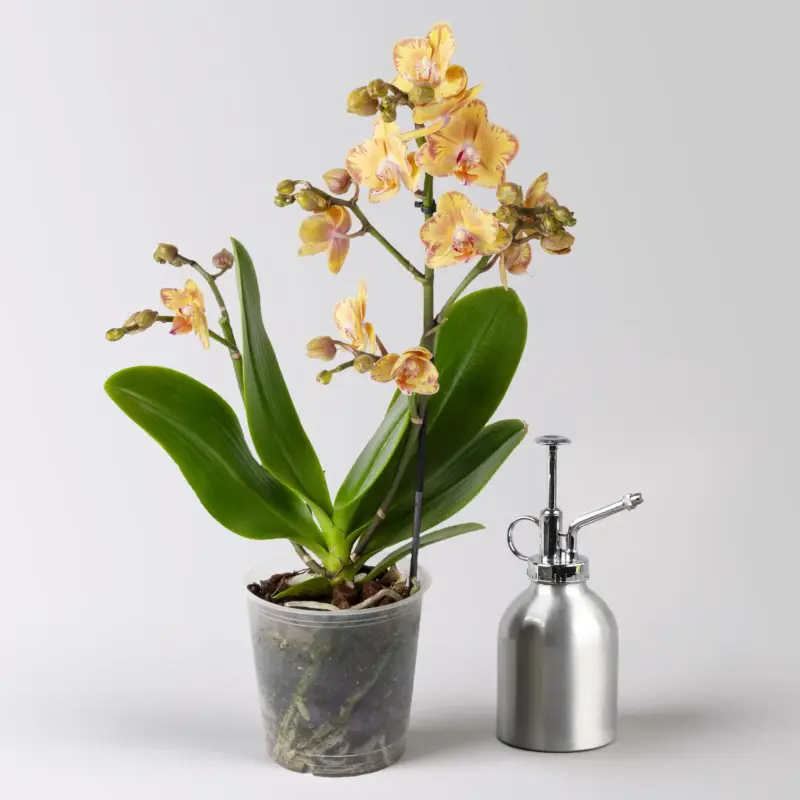 Bestseller Schmetterlingsorchidee 'Limpopo' gelb, 2 Rispen, Topf-Ø 12 cm, Höhe ca. 50 cm