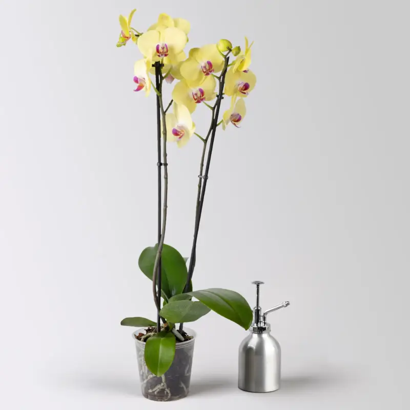 Schmetterlingsorchidee 'Miraflor', gelb, 2 Rispen, Topf-Ø 12 cm, Höhe ca. 60 cm Markenware