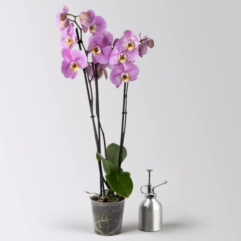 Schmetterlingsorchidee 'Seine', lila, 2 Rispen, Topf-Ø 12 cm, Höhe ca. 70 cm Günstig