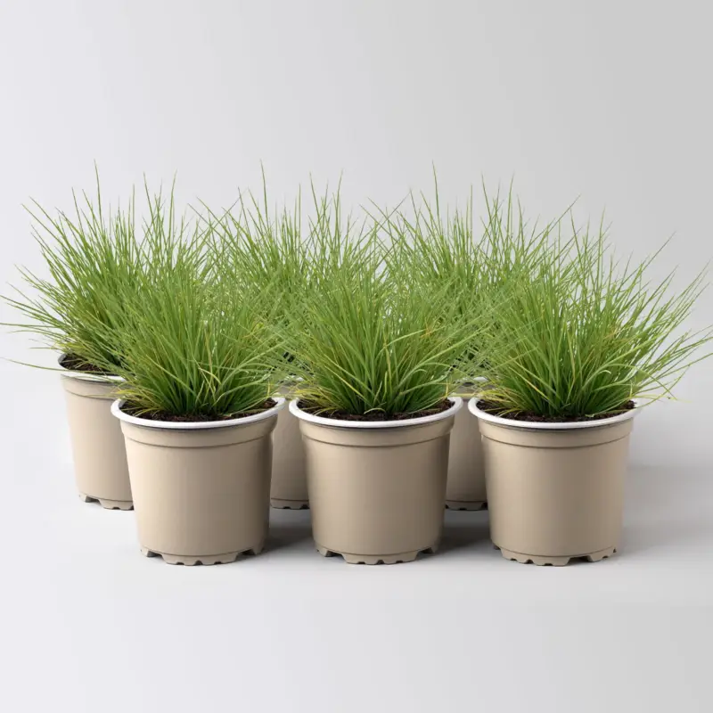Sonderangebot Bärenfellschwingel 'AmiGreen®', Topf-Ø 10,5 cm, 6 Stück