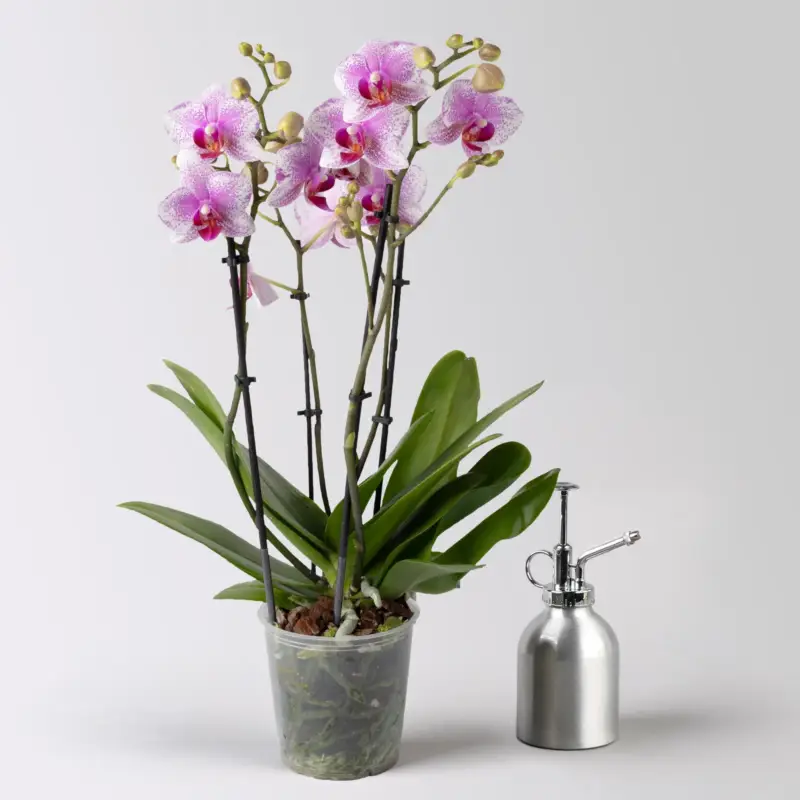 Billig Schmetterlingsorchidee weiß-rosa, 3 Rispen, Topf-Ø 12 cm, Höhe ca. 50 cm