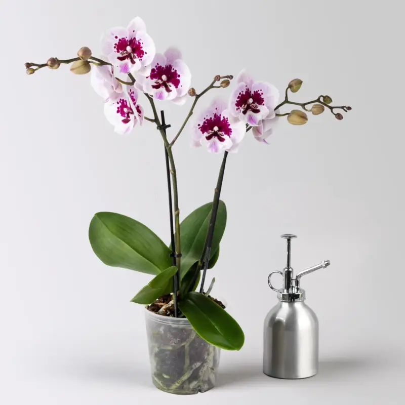 Rabatt Schmetterlingsorchidee rosa-lila, 2 Rispen, Topf-Ø 12 cm, Höhe ca. 40 cm