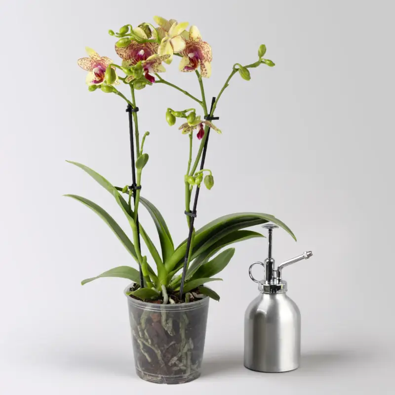 Highlight Schmetterlingsorchidee gelb geprenkelt, 2 Rispen, Topf-Ø 12 cm, Höhe ca. 55 cm
