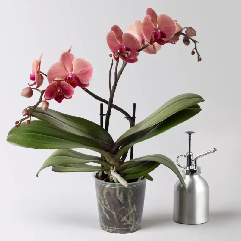 Angebot Phalaenopsis orangerot, 2 Rispen, Topf-Ø 12 cm, Höhe ca. 50 cm