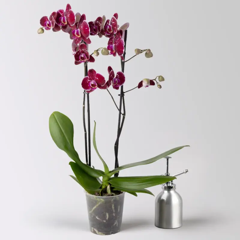 Schmetterlingsorchidee 'Eduction', rot, 2 Rispen, Topf-Ø 12 cm, Höhe ca. 70 cm Abverkauf
