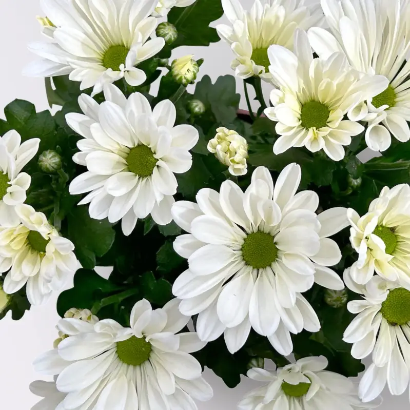 Chrysanthemen, weiß, Topf-Ø 12 cm, 6 Pflanzen Sonderaktion