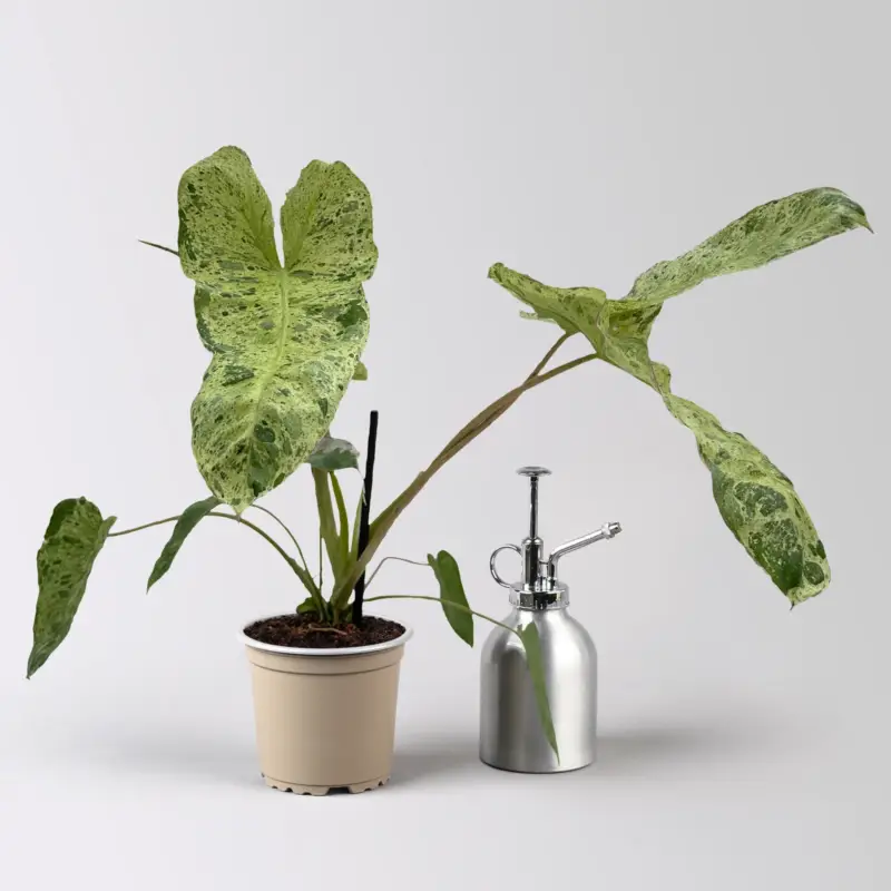 Sale Philodendron 'Paraiso Verde', Topf-Ø 12 cm, Höhe ca. 30 cm