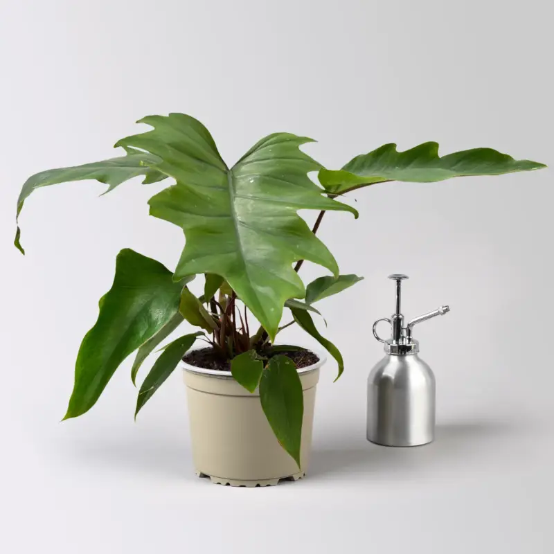 Philodendron mayoi, Topf-Ø 15 cm, Höhe ca. 35 cm Garantierte Lieferung