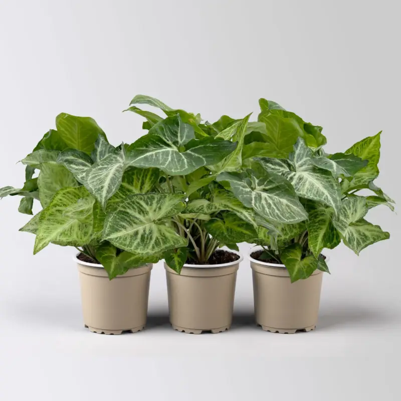 Syngonium 'Arrow', Topf-Ø 12cm, Höhe ca. 25 cm, 3 Pflanzen Neu Im Sortiment