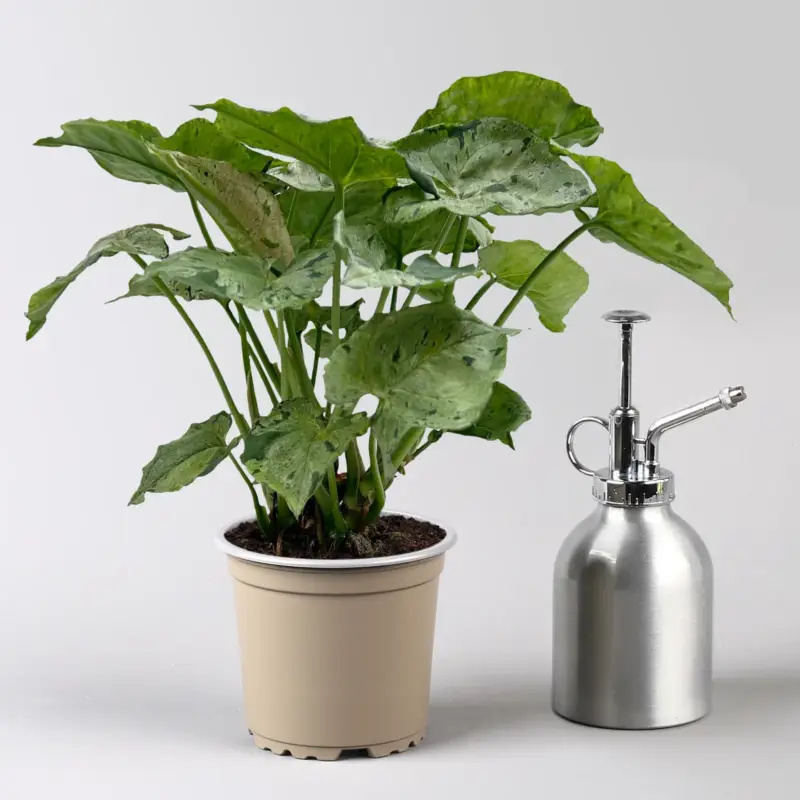 Syngonium 'Green Splash', Topf-Ø12cm, Höhe ca. 25 cm Rabatt
