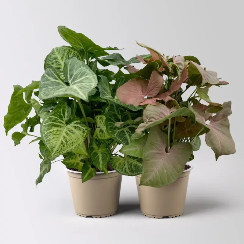 Grünpflanzen-Set Syngonium Feel Green Mix, Topf-Ø 14 cm, 2 Pflanzen Garantierte Lieferung