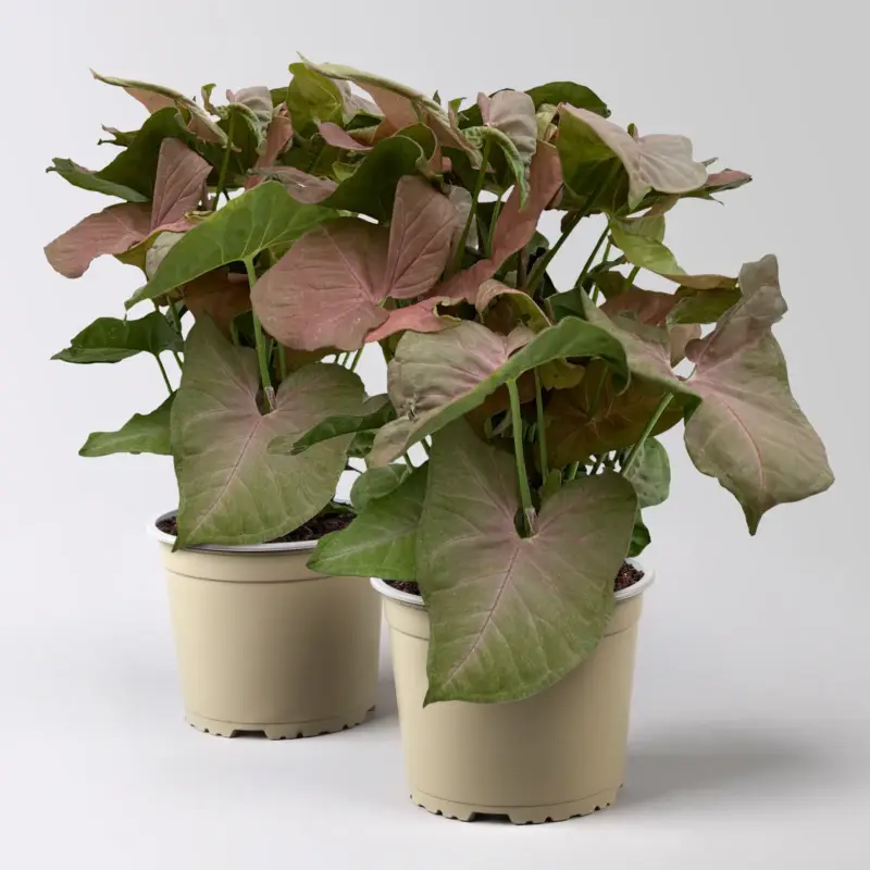 Syngonium 'Red Heart', Topf-Ø14cm, Höhe ca. 30 cm, 2 Pflanzen Neu
