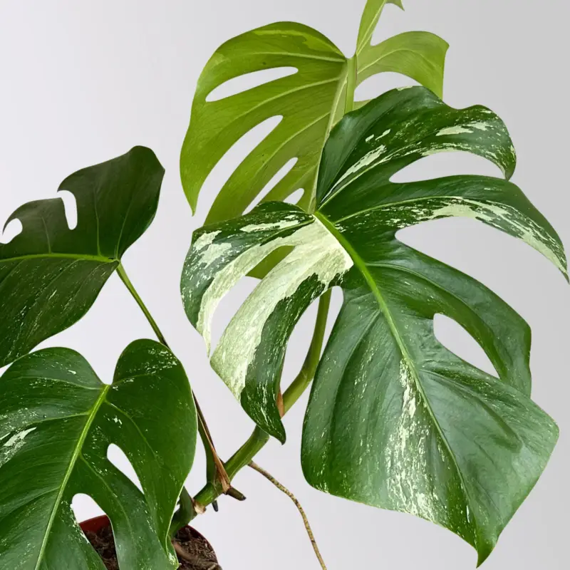 Neuheit Monstera 'Variegata', grün-weiß panaschiert, Topf-Ø 15 cm, Höhe ca. 45 cm