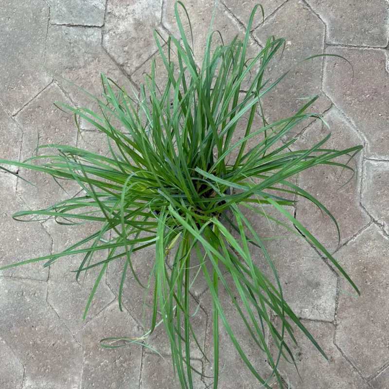 Bio Segge 'Bluish Green', grünblau, Topf-Ø 12 cm Nur Heute