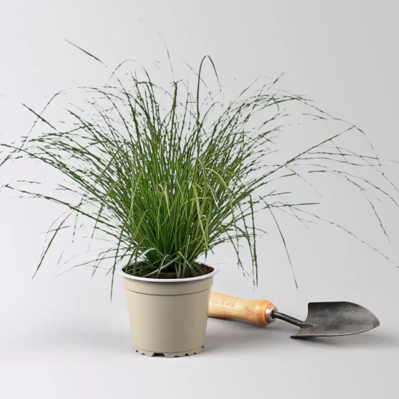 Bio Bergsegge 'Raureif', grün-creme gestreift, Topf-Ø 12 cm Preisknaller
