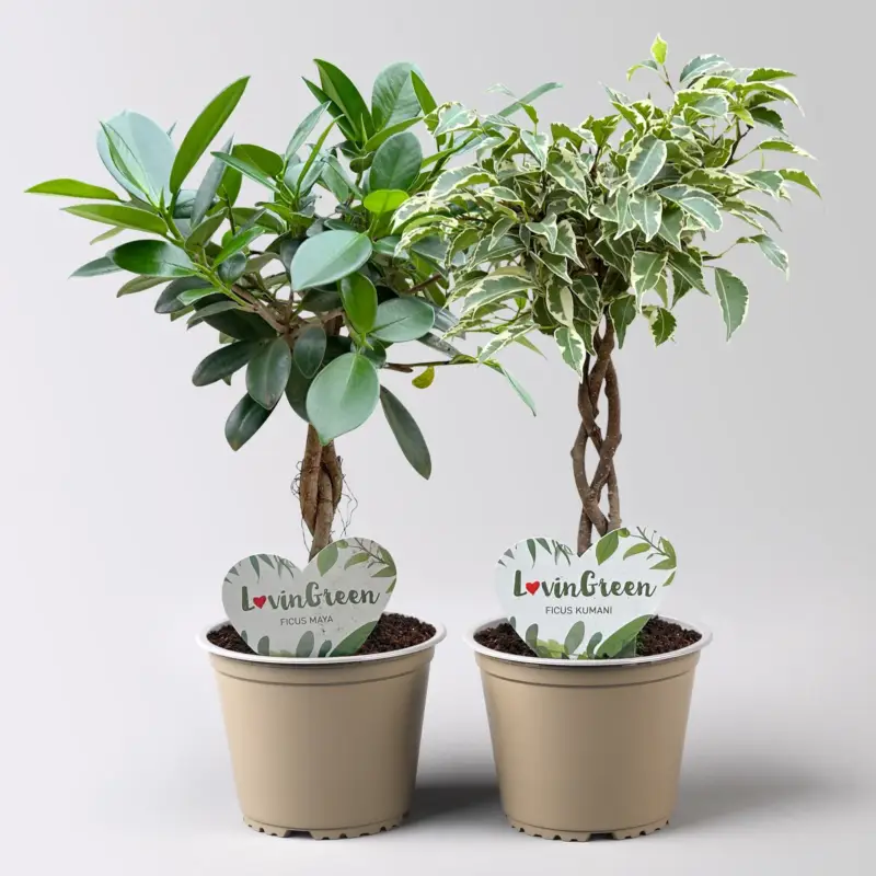 Heißes Angebot Ficus Flechtstamm Mix 'Kumani' & 'Maya' , Topf-Ø 12 cm, Höhe ca. 40 cm, 2 Stück