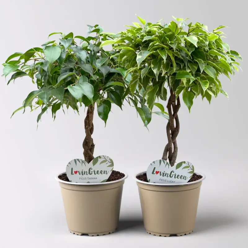 Aktuell Birkenfeige 'Tarana' & 'Lucky', Flechtstamm, Topf-Ø 12cm, Höhe ca. 40cm, 2er-Set