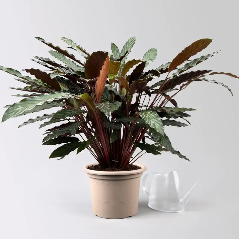 Calathea 'Wavestar', Topf-Ø 21 cm,Höhe ca. 80-100 cm Begrenztes Angebot