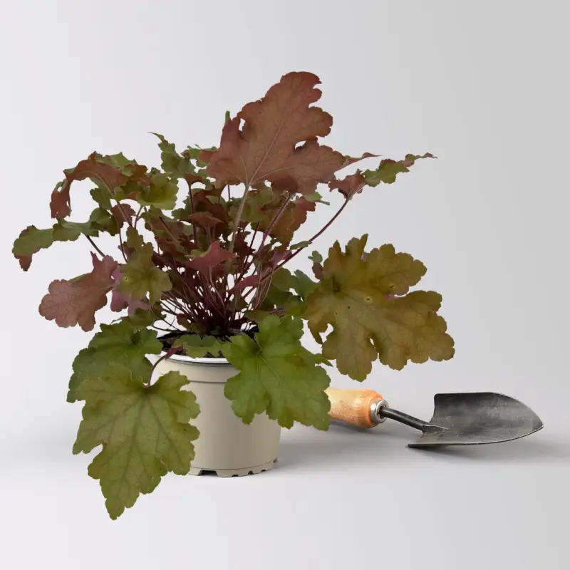 Direktkauf Bio Purpurglöckchen 'Marmalade®', kupfer/purpur, Topf-Ø 12 cm
