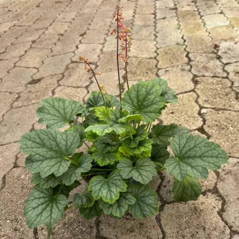 Bio Purpurglöckchen 'Mint Marques', mintgrün/silbrig, Topf-Ø 12 cm, 3 Pflanzen Markenprodukt