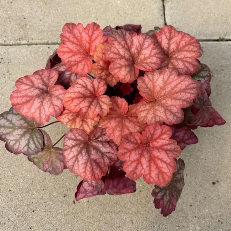 Bio Purpurglöckchen 'Sweet Princess', rotbraun/silbrig, Topf-Ø 12 cm, 3 Pflanzen Knallerangebot