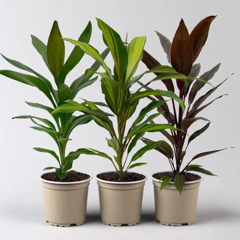 Grünpflanzen-Set Keulenlilien-Dreierlei, Topf-Ø 12 cm, 3 Pflanzen Nur Für Kurze Zeit