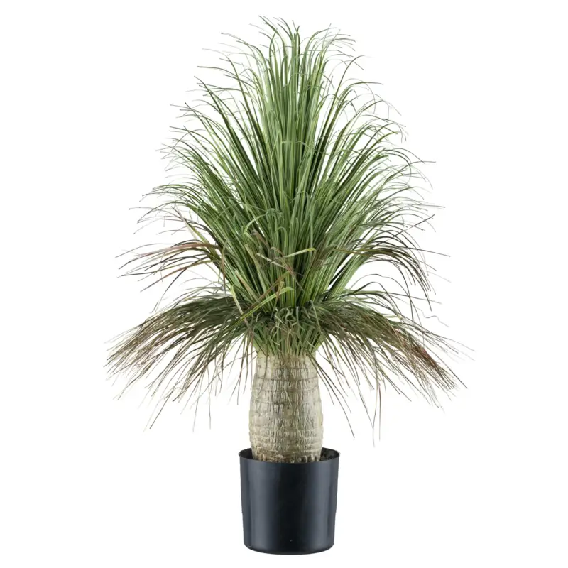 Angebot Kunstpflanze Beaucarnea,Höhe ca. 60 cm