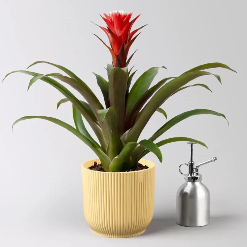 Neue Ware Guzmanie 'Hope' rot-weiß, im Übertopf Vibes gelb, Topf-Ø 13 cm, Höhe ca. 45 cm