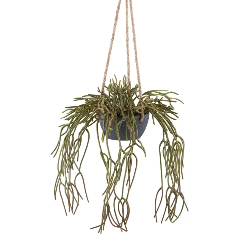 Kunstpflanze Rhipsalis pilocarpa, Höhe ca. 80 cm Bestseller