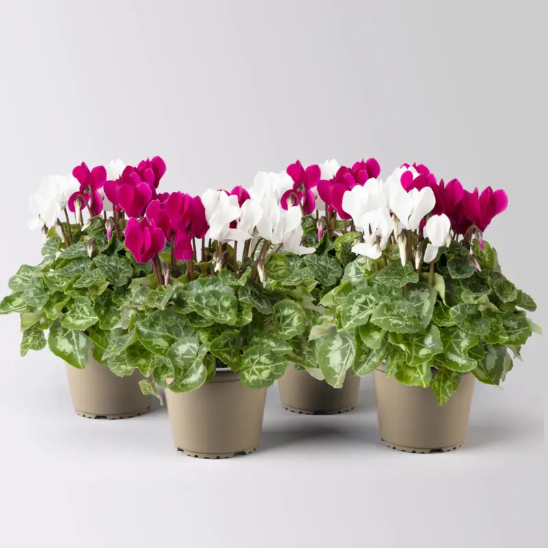 Preis Gesenkt Alpenveilchen 'Exclusive® Duo' lila&weiß, Topf-Ø 10,5 cm, 4 Pflanzen