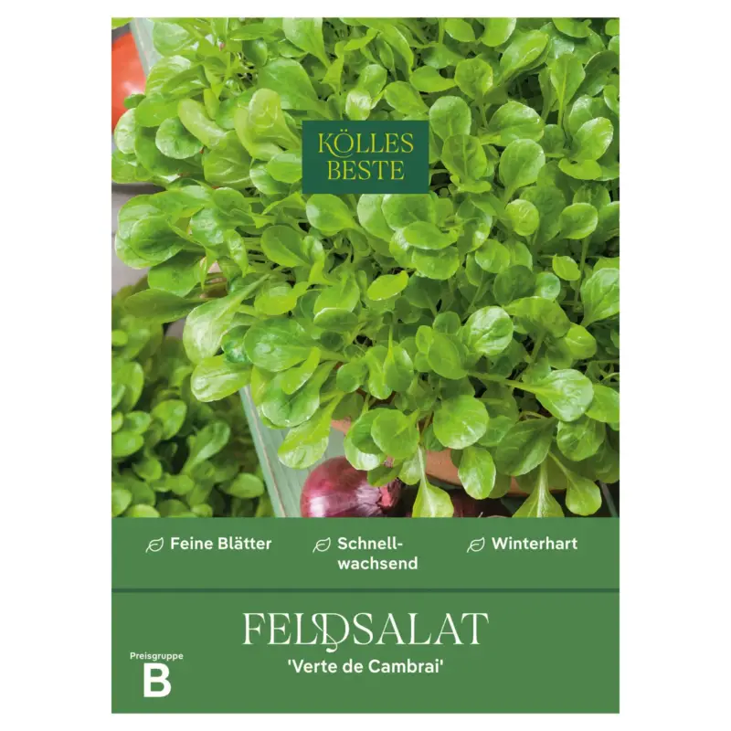 Kölles Beste Gemüsesamen Feldsalat "Verte de Cambrai" Preis Gesenkt