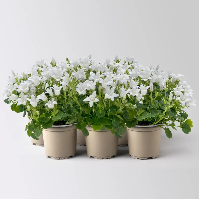 Glockenblume Mini, weiß, Topf-Ø 5,5 cm, 6 Pflanzen Jetzt Bestellen
